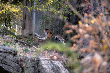 Tiger lying on the floor in the wildlife in the zoo