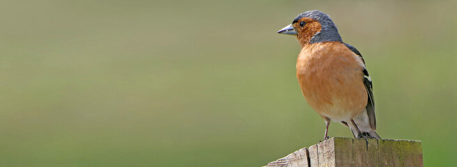A Chaffinch on a fence in a wood in UK with space left for text copy