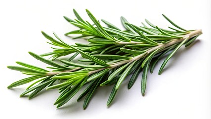 Fototapeta premium Rosemary leaf herbal spices isolated on background, Rosemary, herb, spice, aromatic, ingredient, cooking, culinary, natural