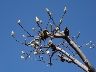木蓮の花芽。冬。日本 神奈川県 湯河原町。Magnolia flower buds. Winter....