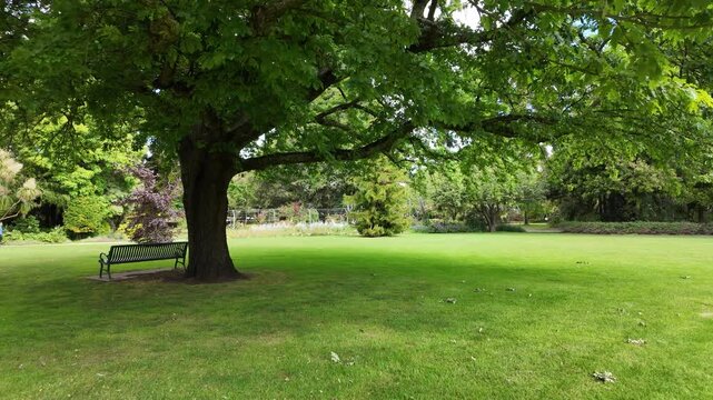 A beautiful park with a bench under the shade of a large tree on a green lawn.A tranquil garden, manicured grounds, and an oak tree canopy at Colac Botanic Gardens, Australia. Refreshing atmosphere