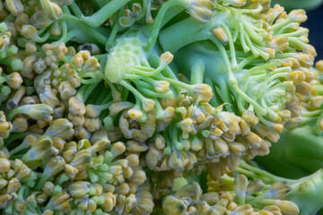 cauliflower close up