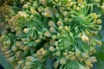 cauliflower close up