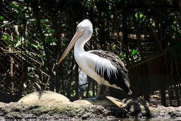 Portrait of Australian Pelican Standing on Ground With Nature Background