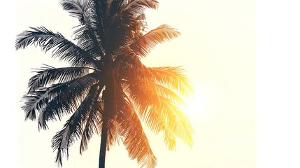 Silhouette of coconut tree, isolated on white background, highresolution, tropical sunset concept, detailed and dramatic, serene and peaceful