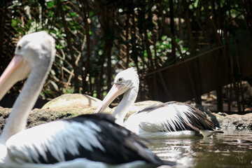 Portrait of Two Australian Pelican Swimming on the Water Against Nature Background
