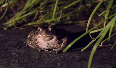 large toad frog sitting on stone slab with grass in the background at night (amphibian wildlife animal photo)