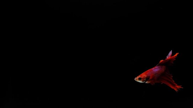 Red betta fish in front of a black background