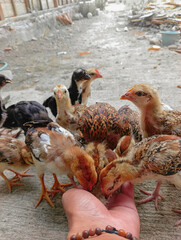 Very pleasant village chicken farm 