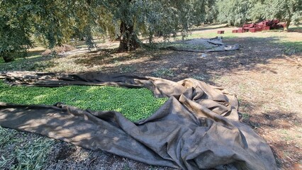 olives olive olive tree leaves ripe and semi ripe olives on the tree in autumn season in greece