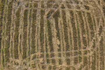 Dry grass in the wind