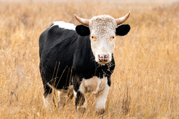 A bull grazes peacefully in a lush pasture under a gloomy sky in the tranquil countryside