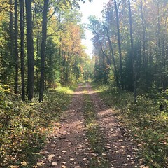 Fototapeta premium A serene forest path surrounded by colorful autumn foliage.