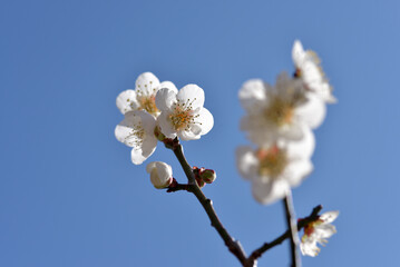 北野天満宮　境内の梅の花　京都市上京区