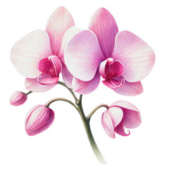 Obraz premium Pink orchid flower on a curved stem. Design for greeting card, invitation, and poster.