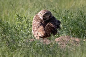 Wild burrowing owl at the Rocky Mountain Arsenal in Colorado.