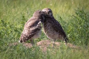 Wild burrowing owl at the Rocky Mountain Arsenal in Colorado.
