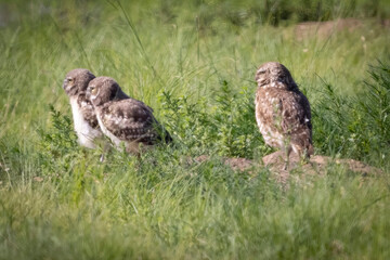 Wild burrowing owl at the Rocky Mountain Arsenal in Colorado.