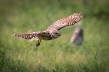 Wild burrowing owl at the Rocky Mountain Arsenal in Colorado.