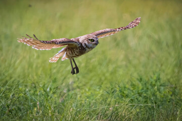 Wild burrowing owl at the Rocky Mountain Arsenal in Colorado.