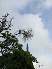 Dead Tree Branches Against Cloudy Sky. Stark contrast of dead tree branches against a cloudy sky with a cell tower in the background.