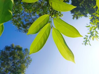 Sunlight Through Leaves: A vibrant green leaf, bathed in golden sunlight, reaches towards the azure sky, capturing the essence of nature's beauty and renewal. 