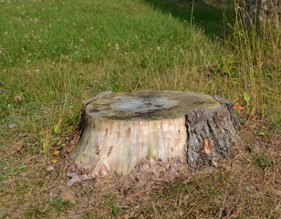Old Stump