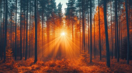 Obraz premium Sunlight beams through the trees in a misty autumn forest.