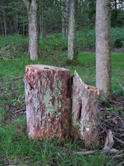 Old Stump