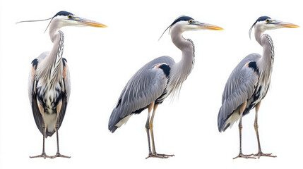 Three Majestic Great Blue Herons in Their Natural Habitat