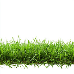 Fototapeta premium Green Grass. Natural Green Grass on White Background