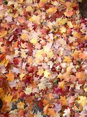 autumn leaves background