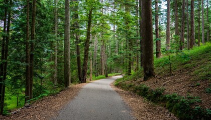 Fototapeta premium A bike trail leading through lush trees
