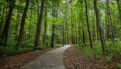 Obraz premium A bike trail leading through lush trees