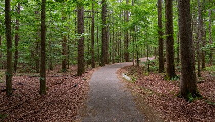 Fototapeta premium A bike trail leading through lush trees