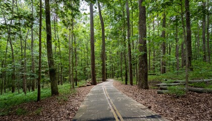 Fototapeta premium A bike trail leading through lush trees
