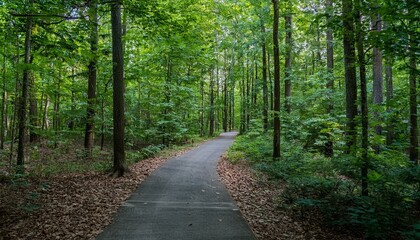 Fototapeta premium A bike trail leading through lush trees