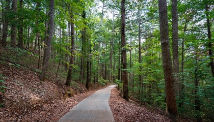 Fototapeta premium A bike trail leading through lush trees