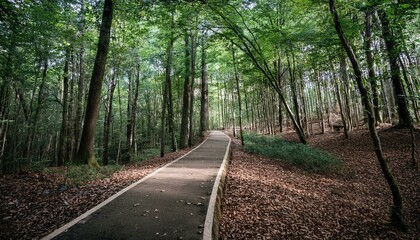 Obraz premium A bike trail leading through lush trees