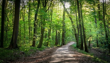 Fototapeta premium A bike trail leading through lush trees