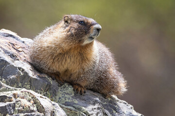 A wild marmot in the Rocky Mountains of Colorado.