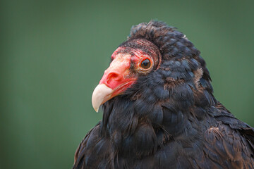 Portraits of bald eagles and turkey vulture