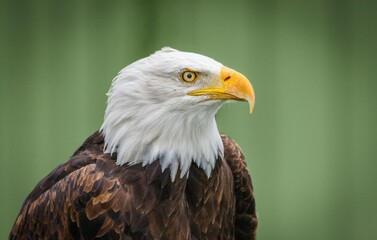 Portraits of bald eagles and turkey vulture