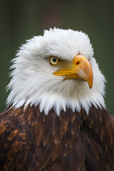 Portraits of bald eagles and turkey vulture