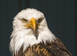 Portraits of bald eagles and turkey vulture