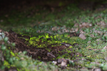 moss on the ground
