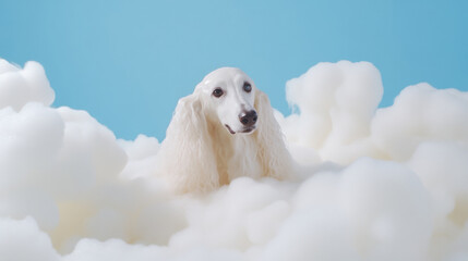A cute afghan hound dog in bath with soap foam on glossy blue refreshing fashion background. adorable pet portrait shampoo pet grooming salon spa wallpaper