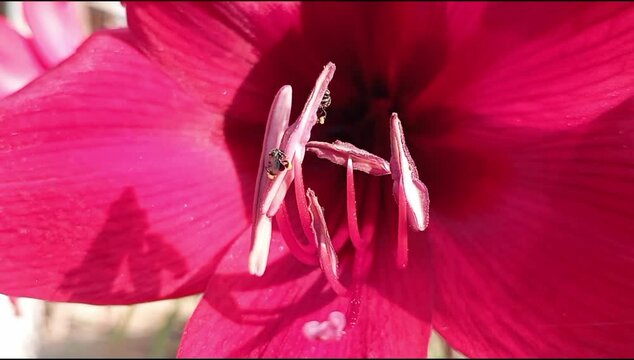 Red amaryllis and stingless bees 