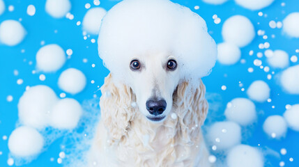 A cute afghan hound dog in bath with soap foam on glossy blue refreshing fashion background. adorable pet portrait shampoo pet grooming salon spa shimmering wallpaper