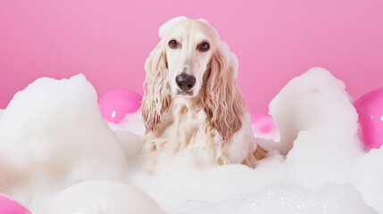 A cute afghan hound dog in bath with soap foam on glossy pink refreshing fashion background. adorable pet portrait shampoo pet grooming salon spa wallpaper